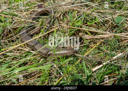 Il verme lento (anguis fragilis) che giace nell'erba. Un adder sordo, un lentiverme, un blindworm in estate. Foto Stock