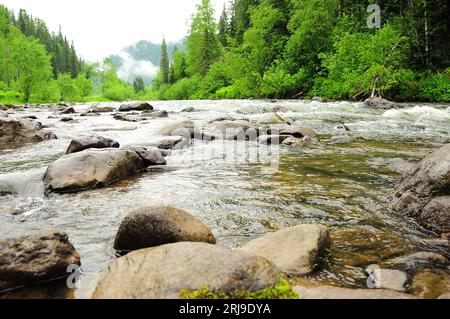 Grandi pietre lisce nel letto di un piccolo fiume tempestoso che scorre dalle montagne coperte di nebbia attraverso la foresta mattutina dopo la pioggia. Fiume Iogach Foto Stock