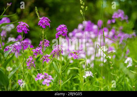 Dame Rocket Flower a River Falls, Wisconsin Foto Stock