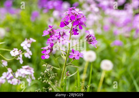 Dame Rocket Flower a River Falls, Wisconsin Foto Stock