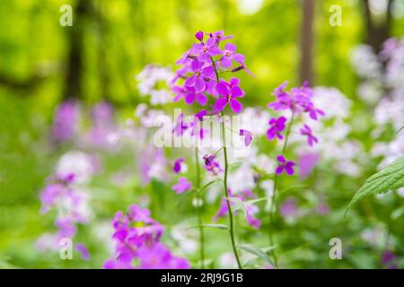 Dame Rocket Flower a River Falls, Wisconsin Foto Stock