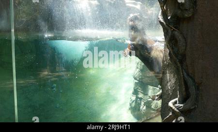 Los Angeles, California, USA 17 agosto 2023 Giant River Otter in Rainforest of the Americas presso LA Zoo il 17 agosto 2023 a Los Angeles, California, USA. Foto di Barry King/Alamy Stock Photo Foto Stock