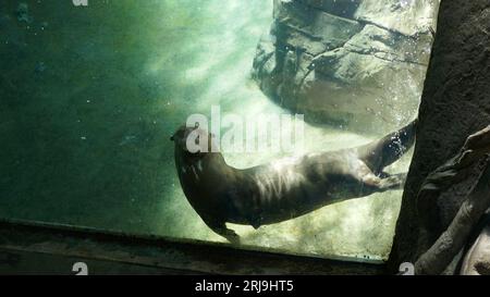 Los Angeles, California, USA 17 agosto 2023 Giant River Otter in Rainforest of the Americas presso LA Zoo il 17 agosto 2023 a Los Angeles, California, USA. Foto di Barry King/Alamy Stock Photo Foto Stock