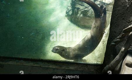 Los Angeles, California, USA 17 agosto 2023 Giant River Otter in Rainforest of the Americas presso LA Zoo il 17 agosto 2023 a Los Angeles, California, USA. Foto di Barry King/Alamy Stock Photo Foto Stock