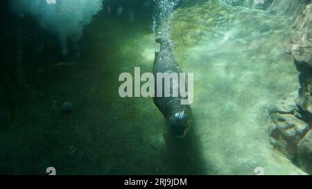 Los Angeles, California, USA 17 agosto 2023 Giant River Otter in Rainforest of the Americas presso LA Zoo il 17 agosto 2023 a Los Angeles, California, USA. Foto di Barry King/Alamy Stock Photo Foto Stock