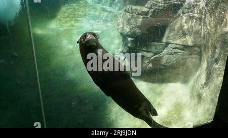 Los Angeles, California, USA 17 agosto 2023 Giant River Otter in Rainforest of the Americas presso LA Zoo il 17 agosto 2023 a Los Angeles, California, USA. Foto di Barry King/Alamy Stock Photo Foto Stock