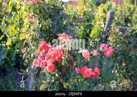 Vigne, vignoble et raisin de Pomerol. Produzione de vin rouge. Vigne et vignoble des vins de Bordeaux. Pomerol, Gironde, Francia, Europa Foto Stock