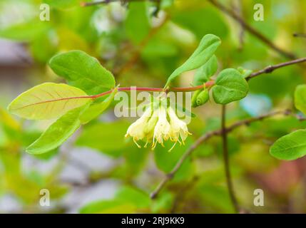 Fiori di caprifoglio con frutti di bosco in primavera Foto Stock