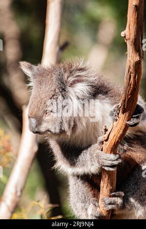 Koala australiano, un'iconica specie marsupiale che si trova solo in australia Foto Stock