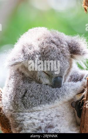 Koala australiano, un'iconica specie marsupiale che si trova solo in australia Foto Stock