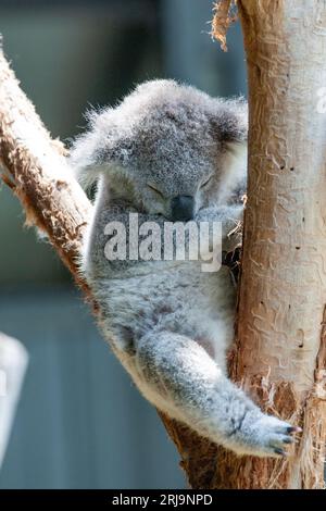 Koala australiano, un'iconica specie marsupiale che si trova solo in australia Foto Stock