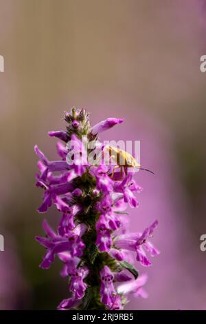 Un cimice dello scudo (Carpocoris cfr fuscispinus o Carpocoris cfr purpureipennis) seduto su fiori di betonia (betonica officialis) Foto Stock