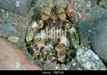 Tredici denti Mantis gamberetti, Lysiosquilla tredecimdentata, buco nella sabbia, sito di immersione Sedam, Seraya, Karangasem, Bali, Indonesia Foto Stock