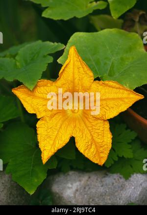 Bellissimo fiore giallo zucca maschile con leaves.Organic fiori di fiori di fiori di fiori in giardino. Messa a fuoco selettiva. Foto Stock