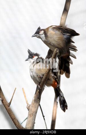 Bulbul con whisky rosso seduto su un albero in natura Foto Stock