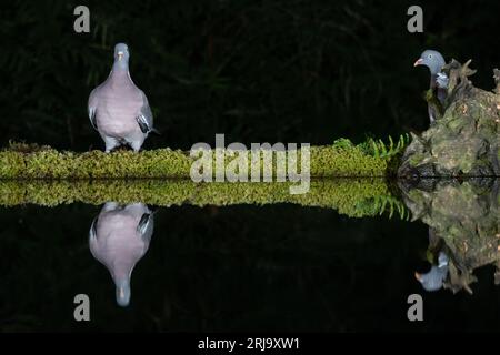 Di notte con il flash c'è un paio di piccioni di legno. Uno sta fissando la telecamera e l'altro si nasconde dietro un ceppo. Si riflettono nell'acqua Foto Stock