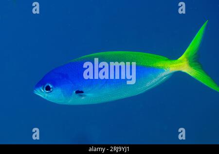 Fusilier blu e giallo, Caesio Teres, sito di immersione Kalbur, isola di Kalbur, vicino a Tanimbar, isole dimenticate, Mare di banda, Indonesia Foto Stock