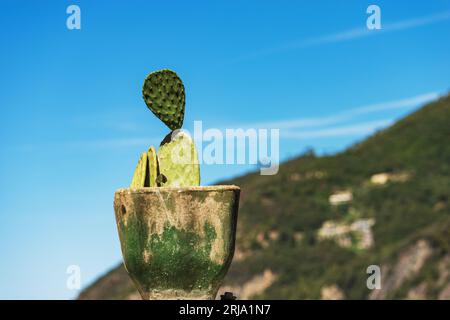 Primo piano di un cactus verde in un vecchio vaso verde contro un cielo azzurro. Pianta succulenta, Liguria, Italia, Europa. Foto Stock