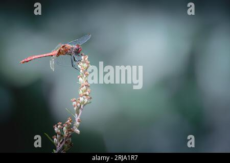 Dragonfly sul fusto di una pianta in giardino. Macro Foto Stock
