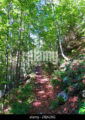 Sentiero che conduce attraverso una foresta di faggi temperata, decidua, a latifoglie nelle alpi Giulie, Slovenia Foto Stock