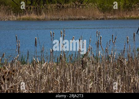 Tatails bulrush Typha latifolia accanto al fiume. Primo piano di chiatte in fiore durante lo sfondo innevato primaverile. Fiori e teste di semi di gatto lanuginoso Foto Stock