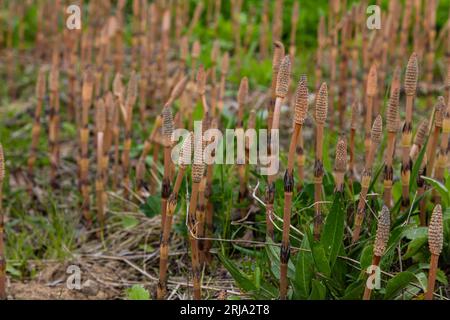 L'Equisetum Arvense, il cavallo di campo o cavallo comune, è una pianta perenne erbacea della famiglia Equisetaceae. Pianta di Horsetail Equisetum arv Foto Stock