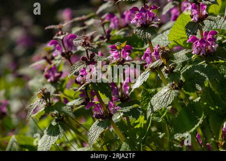 Ortica sorda che fiorisce in una foresta, Lamium purpurpureum. Primavera fiori viola con foglie primo piano. Foto Stock