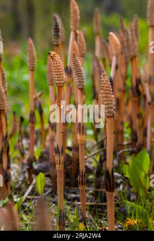 L'Equisetum Arvense, il cavallo di campo o cavallo comune, è una pianta perenne erbacea della famiglia Equisetaceae. Pianta di Horsetail Equisetum arv Foto Stock