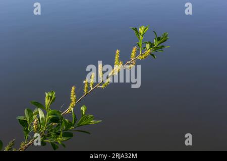 Fiori di Salix vivinalis in giornata di sole. Fiore del salice del cestino in primavera. Luminoso comune osier o osier. Gatto fiorente femminile su un salice Foto Stock