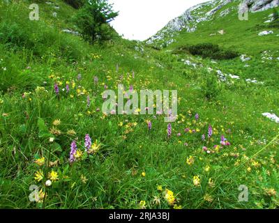 Prato alpino colorato con veccia renale comune gialla e orchidea rosa profumata o orchidea profumata palude nelle alpi Giulie e nel Parco nazionale del Triglav, Slo Foto Stock