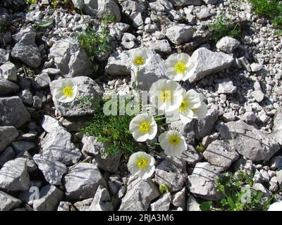 Primo piano del papavero alpino bianco o del papavero nano (Papaver alpinum) Foto Stock