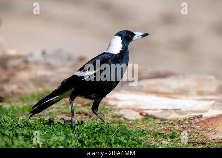 Australian Magpie a caccia di cibo a Palm Beach, New South Wales, Australia Foto Stock