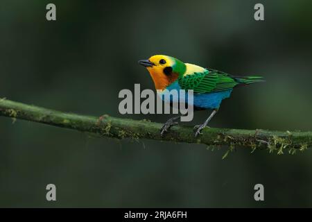 Multicolored Tanager, Bosque de las aves, la Florida, Valle del Cauca, Colombia, novembre 2022 Foto Stock
