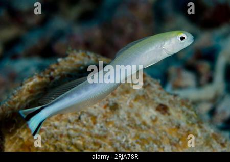 Flagtail Blanquillo, Malacanthus brevistoris, sito di immersione Tanjung Selu, isola Selu, vicino a Tanimbar, Isole dimenticate, Mare di banda, Indonesia Foto Stock