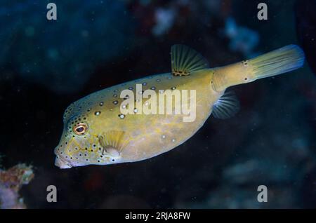 Sub-adulto Yellow Boxfish, Ostracion cubicus, sito di immersione Bianca, stretto di Lembeh, Sulawesi, Indonesia Foto Stock