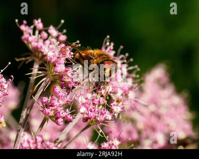 Common Drone Fly - Eristalis tenax - su fiori selvatici rosa Foto Stock