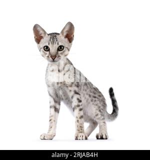 Grazioso gattino Savannah a macchie d'argento F5, in piedi di fronte. Guardando verso la fotocamera. Isolato su sfondo bianco. Foto Stock