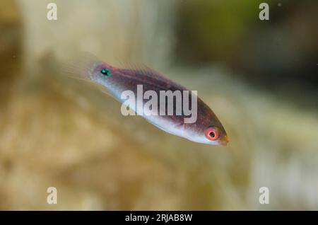 Juvenile Fairy-wrasse, Cirrhilabrus sp, giovane, sito di immersione Serena Besar, stretto di Lembeh, Sulawesi, Indonesia Foto Stock