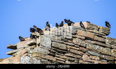 Corvi abbondanti... Foto Stock