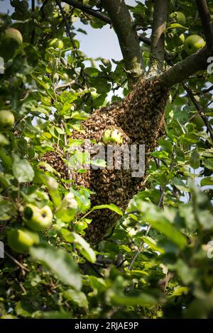 Uno sciame d'ape vola fuori dall'alveare e si concentra su un melo in giardino. Il concetto di apicoltura e produzione di miele Foto Stock