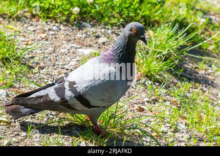 Piccione sull'erba. Pollame e piante. Piccione della città nel parco. Un uccello. Foto Stock