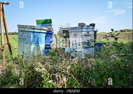 ZAPORIZHZHIA REGIONE, UCRAINA - 21 AGOSTO 2023 - gli alveari sono raffigurati nel campo estivo delle api e delle stelle istituito da volontari per i bambini colpiti da Foto Stock