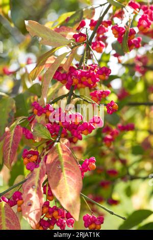 Pfaffenhütchen, Europäisches Pfaffenhütchen, Gewöhnlicher Spindelstrauch, Pfaffenkäppchen, Frucht, Früchte, Euonymus europaeus, mandrino comune, Europa Foto Stock