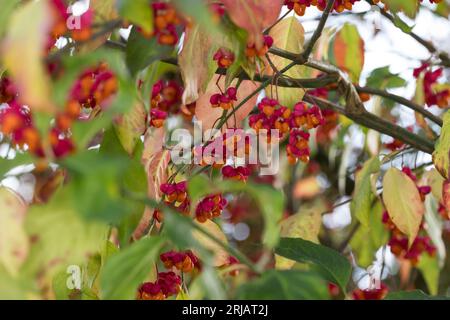 Pfaffenhütchen, Europäisches Pfaffenhütchen, Gewöhnlicher Spindelstrauch, Pfaffenkäppchen, Frucht, Früchte, Euonymus europaeus, mandrino comune, Europa Foto Stock