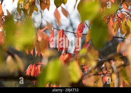 Pfaffenhütchen, Europäisches Pfaffenhütchen, Gewöhnlicher Spindelstrauch, Pfaffenkäppchen, Euonymus europaeus, comune, mandrino mandrino, spind europea Foto Stock