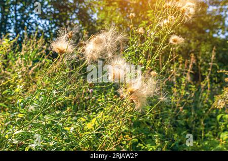 Frutti maturi di cardo di latte alla luce del sole. Foto Stock