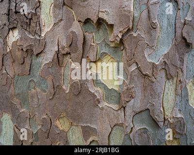 Vista ravvicinata della corteccia di platano stratificata: Splendido sfondo naturale grigio, verde, marrone e cremoso Foto Stock