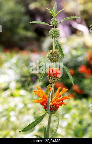 Pianta di Leonotis leonurus, nota come l'orecchio del leone o la pianta della coda del leone. Una specie di pianta della famiglia delle mentine, le Lamiaceae, e nota per le proprietà medicinali Foto Stock