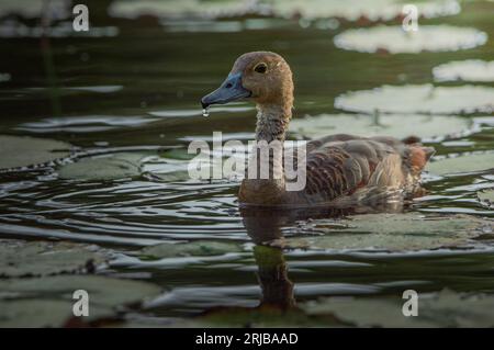 Anatra fischiante minore nel Baddegana Wetland Park. Foto Stock