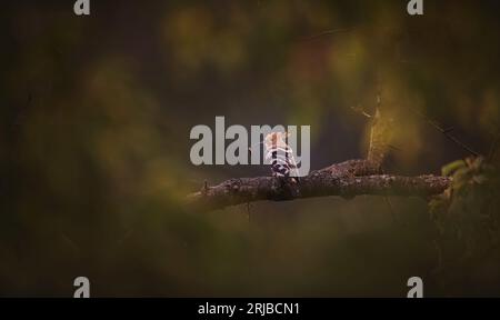 La splendida Hoopoe catturata è seduto al sole che tramonta sul paesaggio, la foto migliore. Foto Stock